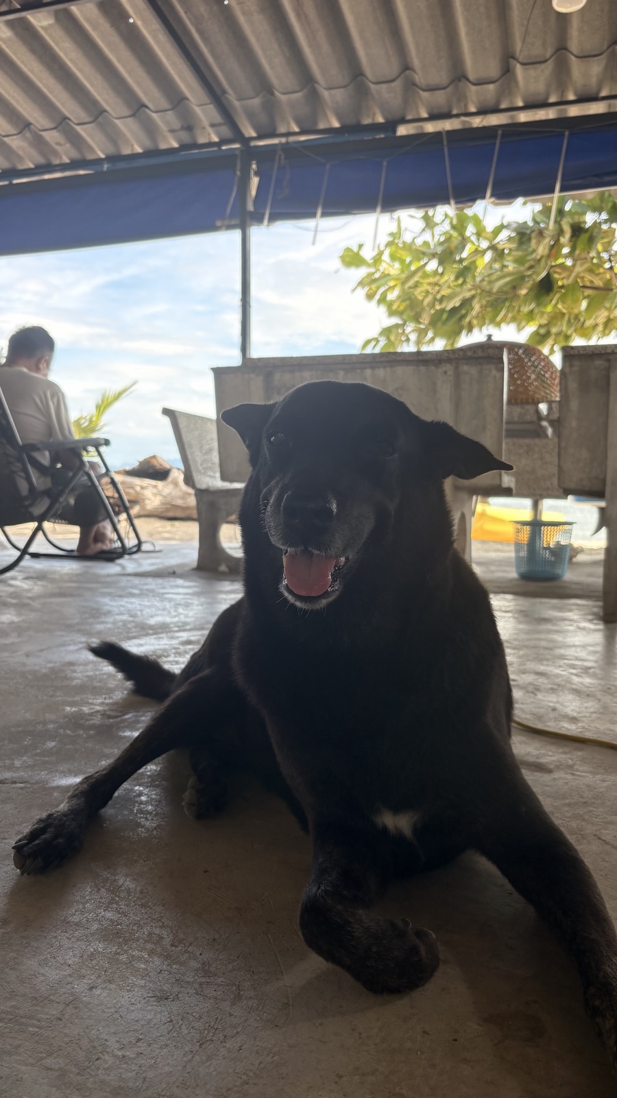 Becky, Jasper's mother, resting indoors.