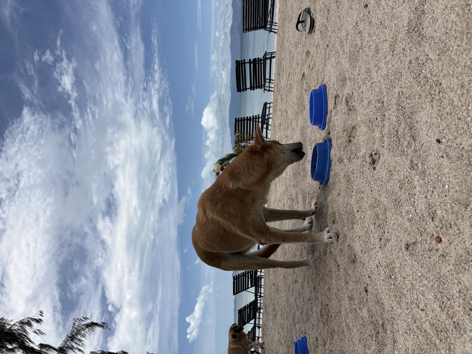Bobo, showing the after-effects of his old leg injury.