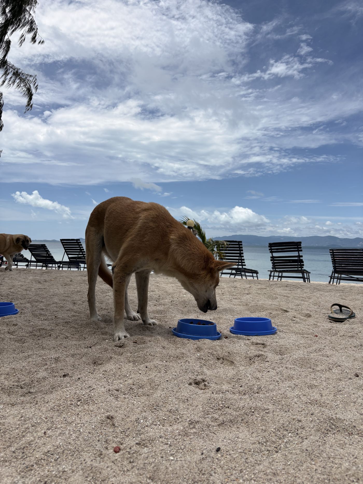 Bobo, a male dog with a back-leg injury, lying down.