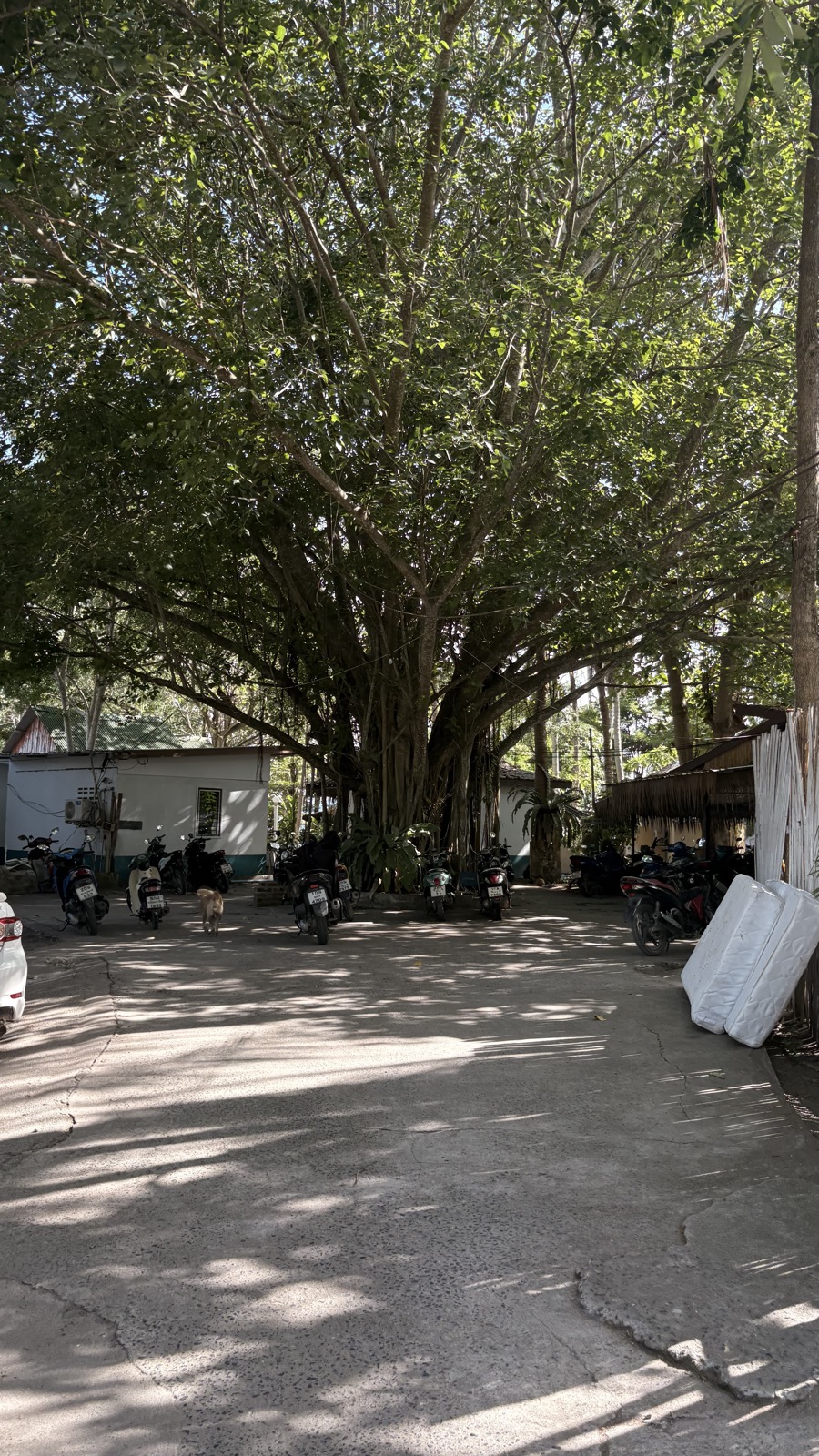 The Cat Gang's usual spot by the resort entrance.