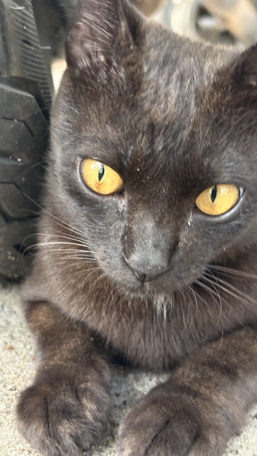 One of the Cat Gang's members, up close.