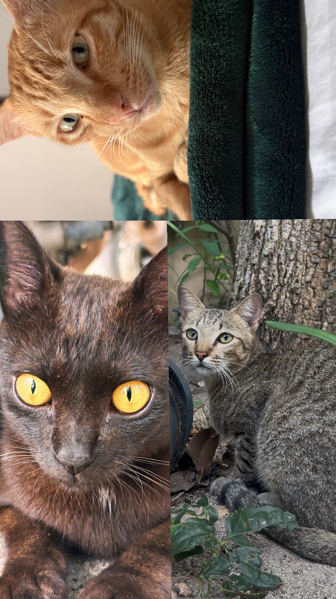 Colla, PJ, and one of the gang cats sharing a quiet moment.