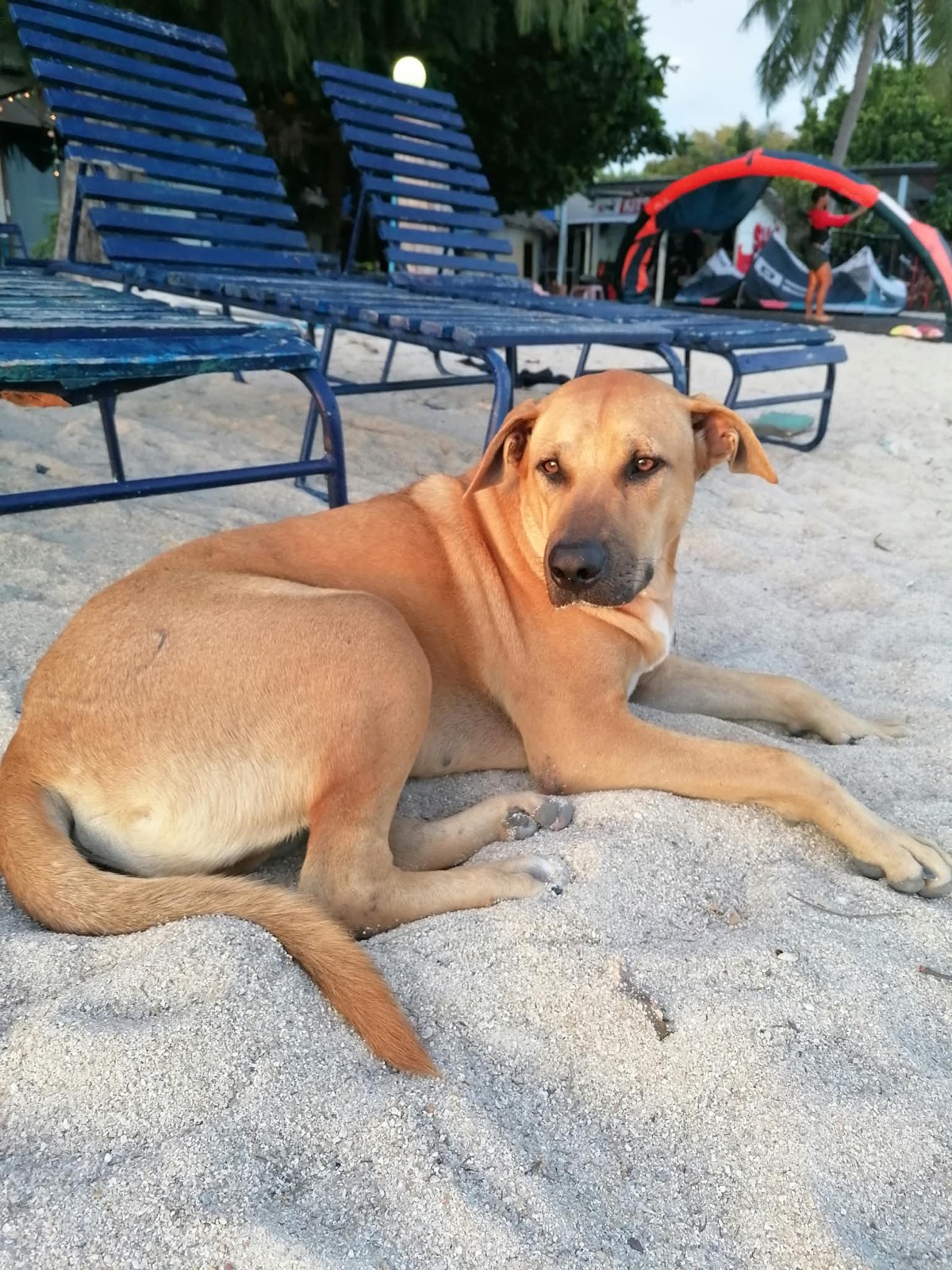 Dozer relaxing on the ground.