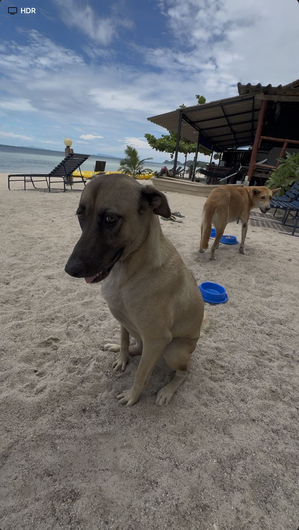 Foxy, a female dog, resting near the bungalows.