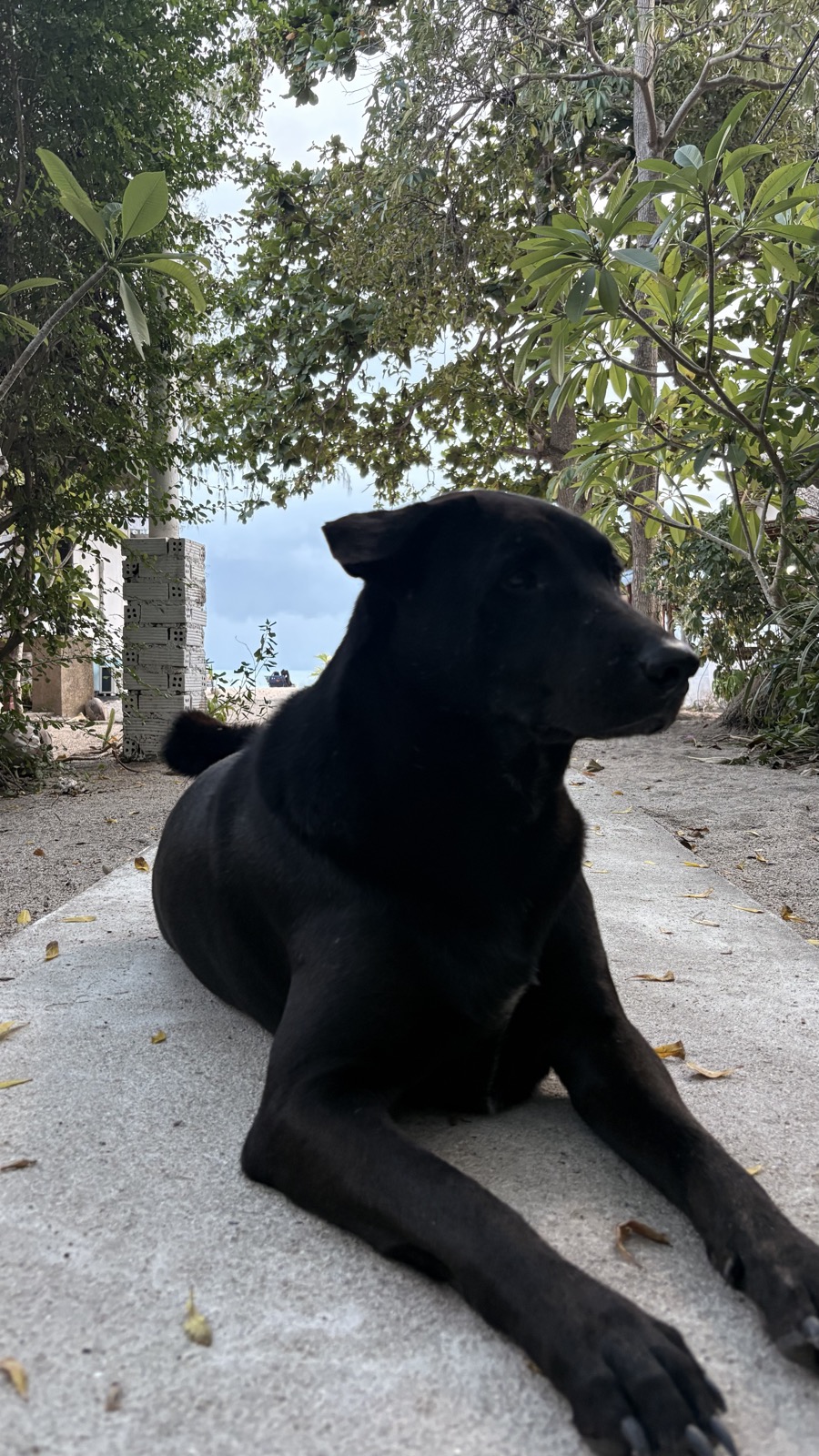 Jasper lying on the shaded path toward the beach, looking off to the side.