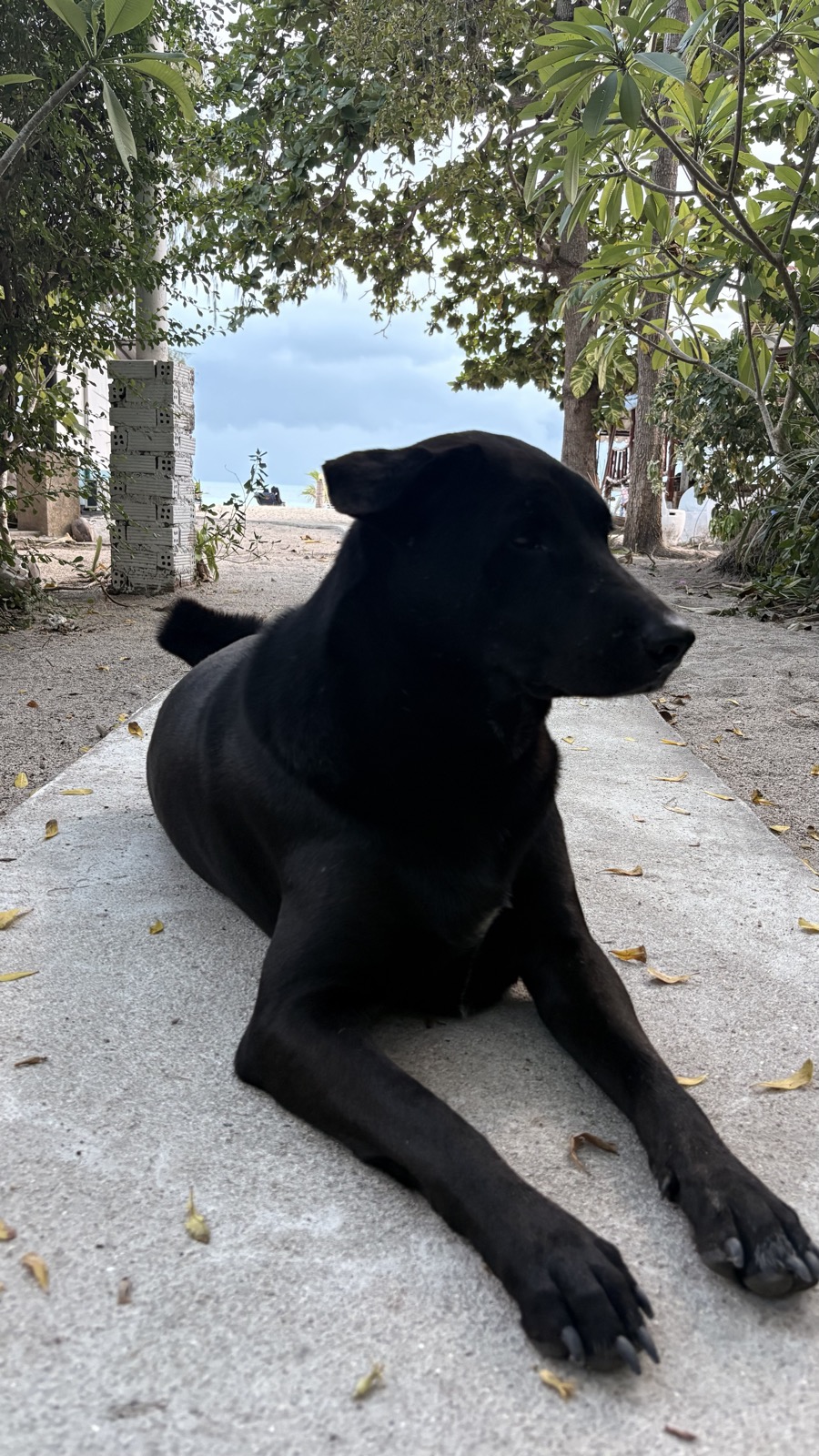 Jasper resting near the path entrance close to the beach.