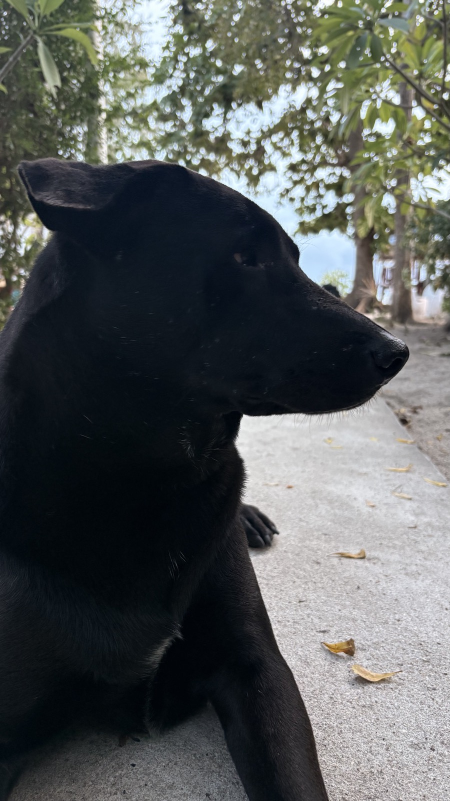 Jasper, a black male dog, in close profile on the path to the beach.