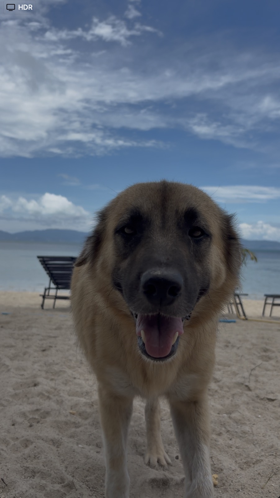 Mira looking toward the camera on the beach.