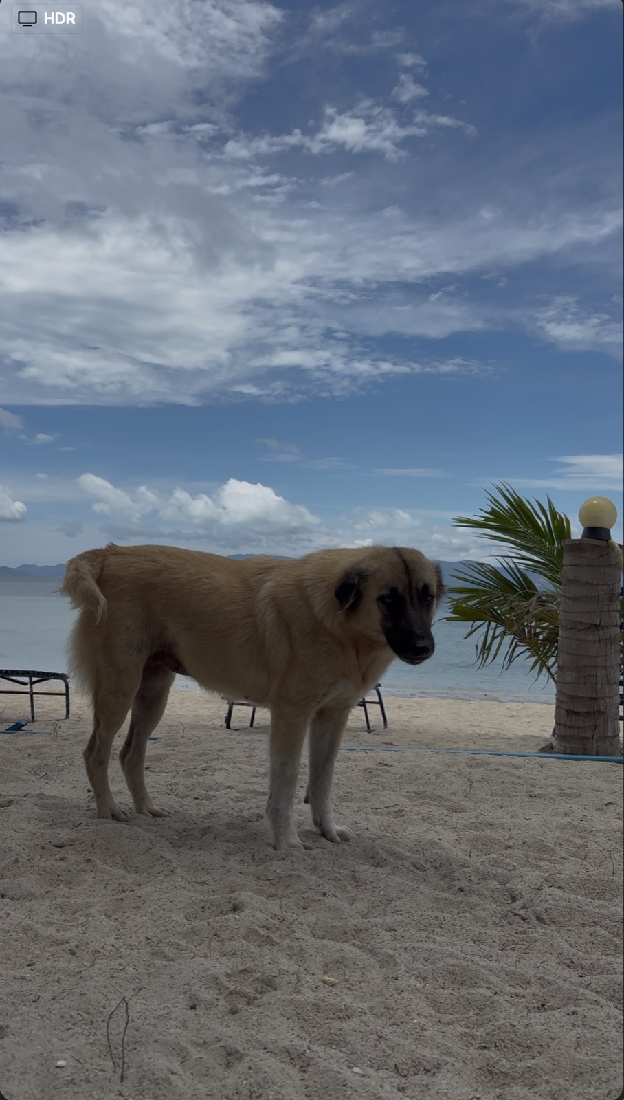 Mira resting near the resort's outdoor seating.