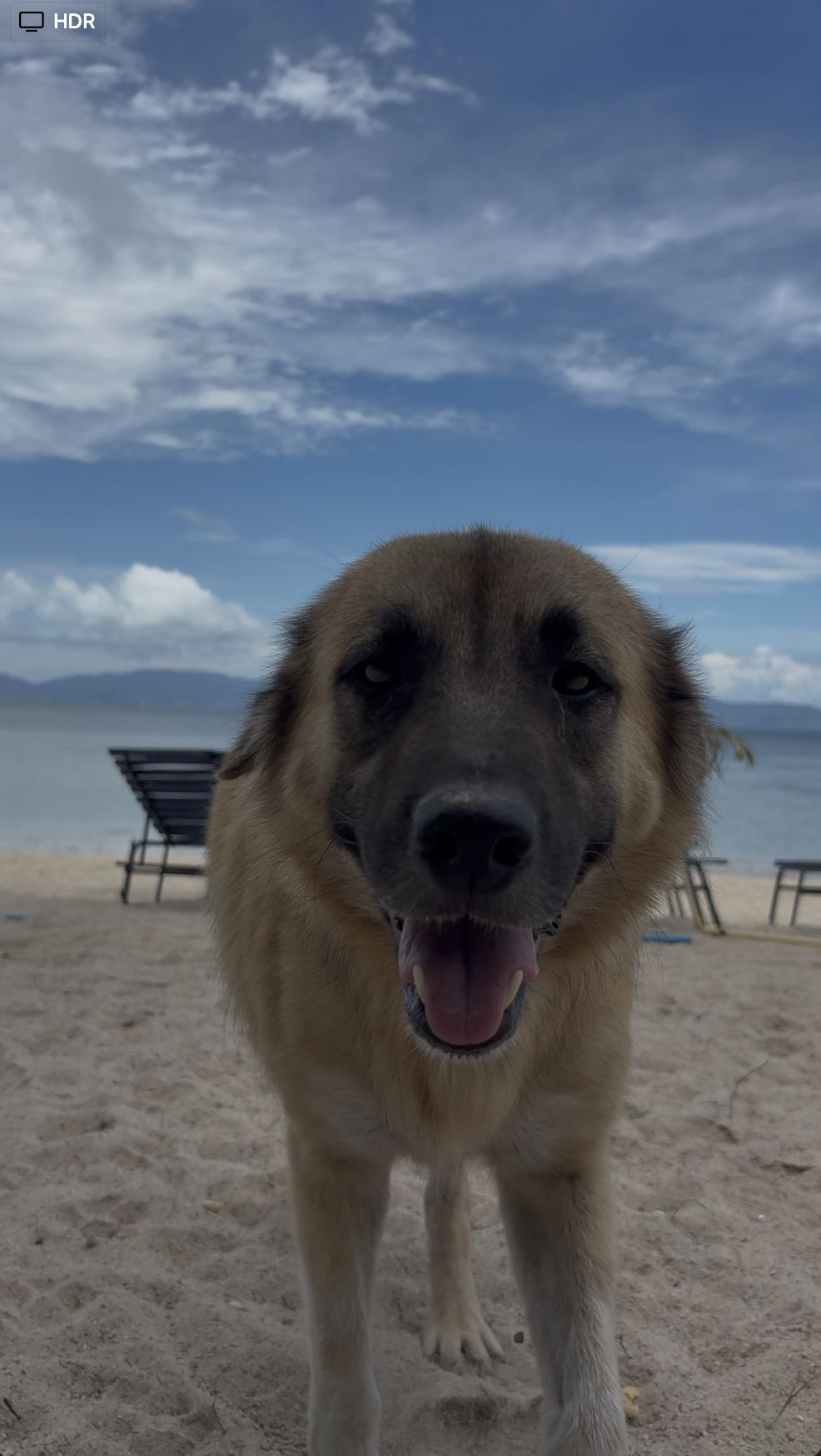 Mira, a female dog, standing alert on the beach.