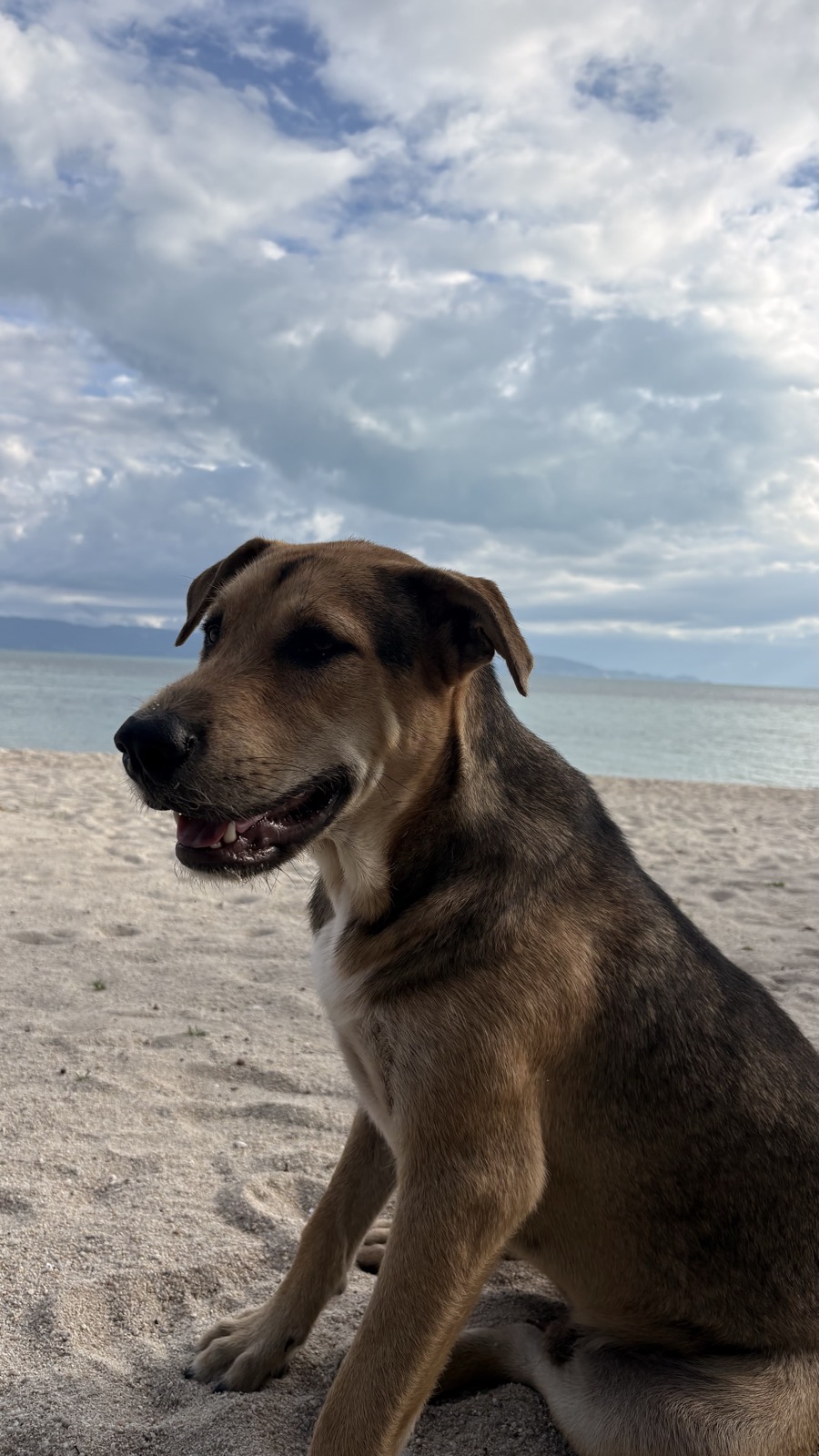 Nestor sitting on the sand, looking off to the side.