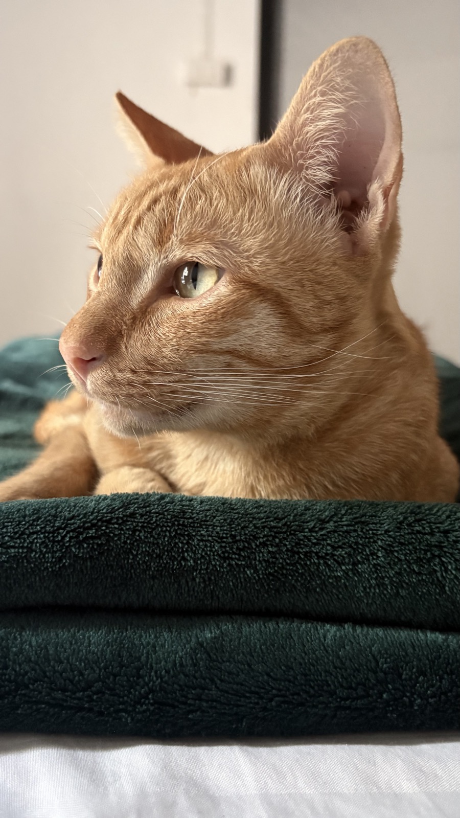 PJ in profile, resting on a folded blanket.