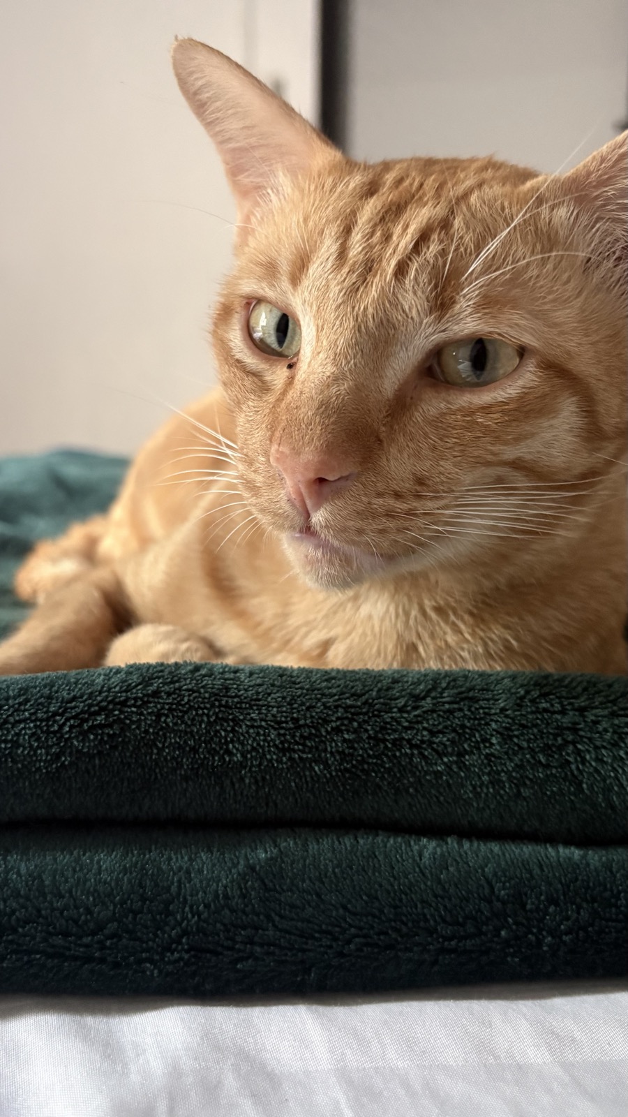 PJ, an orange cat that looks like Garfield, looking directly at the camera up close.